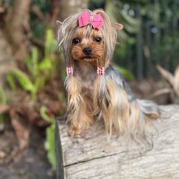 Diana - Yorkshire Terrier