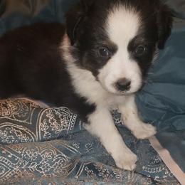 Toy Australian Shepherd Puppies from Rockin L Toy/Mini Aussies