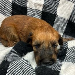 Timon - Wheaten male Soft Coated Wheaten Terrier puppy in Nokomis, Illinois from Windhill Wheatens