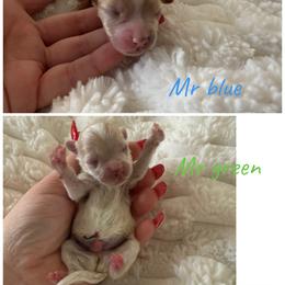 Blue and green collar reserved cook family - Apricot male Maltipoo puppy in Fredericktown, Missouri from Doodle Pups Fur-Ever