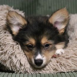 Timber (Fluffy) - Black and tan male Pembroke Welsh Corgi puppy in Fayetteville, Arkansas from Intergalactic Corgis