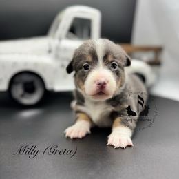 Greta fluffy pending with tail - Blue female Pembroke Welsh Corgi puppy in Casper, Wyoming from Flying Note Shorties