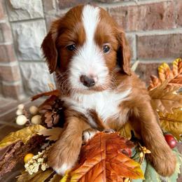 Sleepy (7 dwarfs theme) - Red  female Goldendoodle puppy in Ozark, Missouri from Halo Doodles