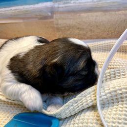 Jill - Red and white female Shih Tzu puppy in Brevard, North Carolina from House of Little Lions