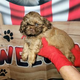 Boy 3     1800.00 - Liver male Shih Tzu puppy in Wooster, Ohio from Mending Hearts Shih Tzu's