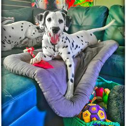 Kitsune - White and black female Dalmatian puppy in Salem, Missouri from Paradise Spots Dalmatians