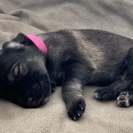 German Shepherd Puppies from Park Hill German Shepherds