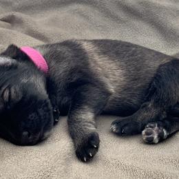 German Shepherd Puppies from Park Hill German Shepherds