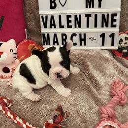 French Bulldog Puppies from Fur Royalty Frenchies