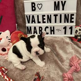 French Bulldog Puppies from Fur Royalty Frenchies