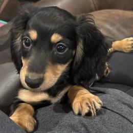 Indigo - Black and cream male Dachshund puppy in Lakeland, Florida from Buckwild Doxies