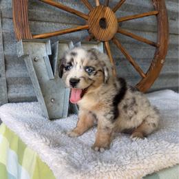 Mary Ann - Blue merle female Miniature Australian Shepherd puppy in Checotah, Oklahoma from Wild Outlaw Aussies
