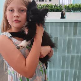 Velvet - Black parti female Pomeranian puppy in Northport, Alabama from 007 Hamilton Pomeranian