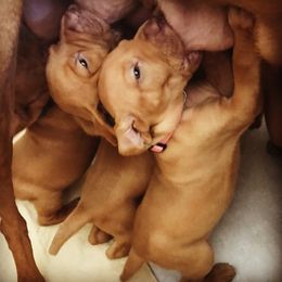 Vizsla Puppies from Maplewood Vizslas