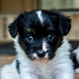 Elliot - White black and tan male Papillon puppy in Boardman, Ohio from Taliaferro Kennel