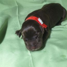 Reckon - Chocolate male Labrador Retriever puppy in Waco, Texas from Ancient Dogges Performance Dogs