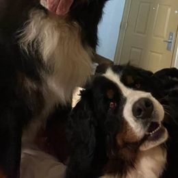 Bernese Mountain Dogs from Lionheart Bernese