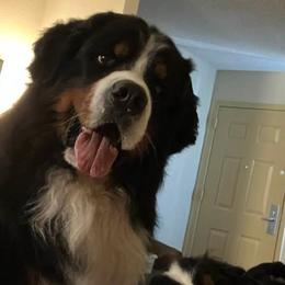 Bernese Mountain Dogs from Lionheart Bernese