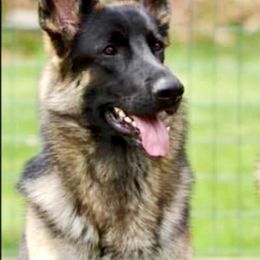 German Shepherd All Grown Up from Karen Nelson's German Shepherds
