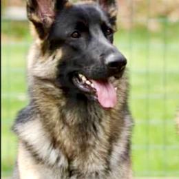 German Shepherd All Grown Up from Karen Nelson's German Shepherds