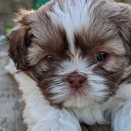 Boy 3 - Brindle and white Shih Tzu puppy in Marion, Illinois from Jackie Lange's Shih Tzus