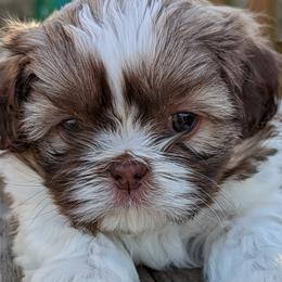 Boy 3 - Brindle and white Shih Tzu puppy in Marion, Illinois from Jackie Lange's Shih Tzus