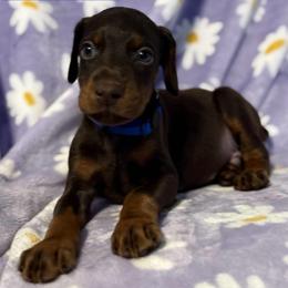 Blue Collar - Red and rust male Doberman Pinscher puppy in Lake City, Florida from Paintedcrazy Doberman Pinchers
