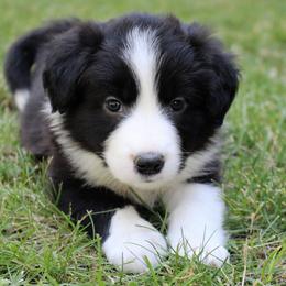 Border Collie Puppies from Team Reeves Ranch