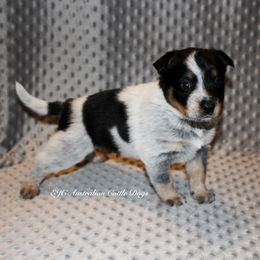 Australian Cattle Dogs from EJC Australian Cattle Dogs