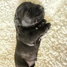 Brock's Miniature Schnauzer - Black female Miniature Schnauzer puppy in Greensburg, Louisiana from Brock’s  Miniature Schnauzers