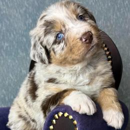 River - Red merle male Australian Shepherd puppy in West Union, Iowa from Boundless Hearts Australian Shepherds LLC