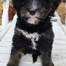 Bernedoodle Puppies from Orlando Bernedoodles