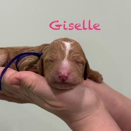 Giselle - Red  female Poodle puppy in Williamsburg, Ohio from Iaroli’s  Small Standard Poodles