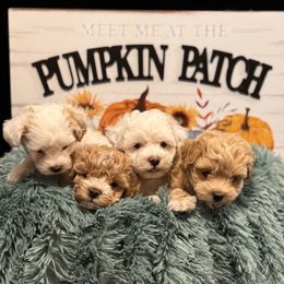 Maltipoo All Grown Up from Sugar Plum Puppies