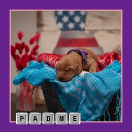 Padme - Dark golden female Golden Retriever puppy in Driggs, Idaho from SK Golden Retrievers