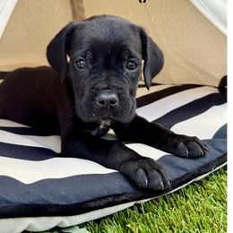 Black female - Black female Cane Corso puppy in Florence, Texas from Wilco Cane Corso
