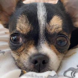 Chihuahua Puppies from Bayberry Chihuahuas