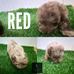 Red - Red merle male Aussiedoodle puppy in Knoxville, Tennessee from Legacy Farm