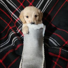 Fonzy - Cream male Dachshund puppy in Adolphus, Kentucky from Walker's Dachshunds