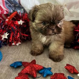 Kona - Chocolate and tan male Shih Tzu puppy in Denton, Maryland from Little Lions the Shih Tzu Kingdom