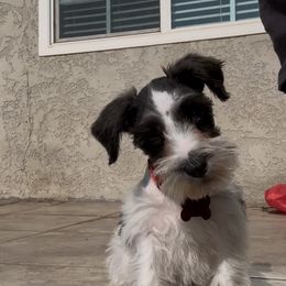 Sonic - Miniature Schnauzer