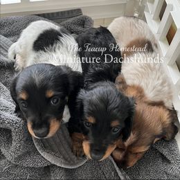 Dachshund Puppies from The Teacup Homestead Miniature Dachshunds
