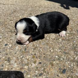 Hazel - Black tri female Miniature Australian Shepherd puppy in Marion, Michigan from Highland Hills Mini Aussies
