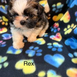 Rex - Black gold and white male Shih Tzu puppy in Jasper, Indiana from Jacob’s Spoiled Shih Tzu