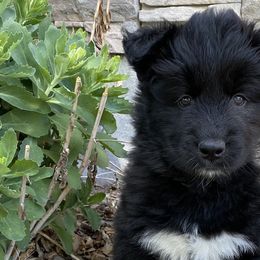Boy 2 - Black and white Siberian Husky puppy in Butler, Missouri from Felwinter Woolies