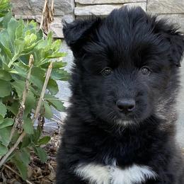 Boy 2 - Black and white Siberian Husky puppy in Butler, Missouri from Felwinter Woolies