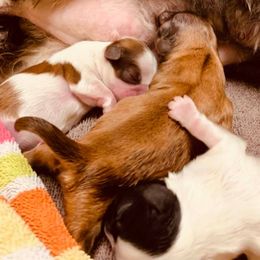 Shih Tzu Puppies from CID Love