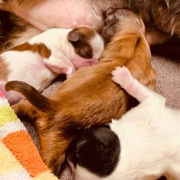 Shih Tzu Puppies from CID Love