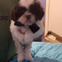 Thatcher - Liver and white male Shih Tzu puppy in Newport, Arkansas from Gina's Lil Zues and Yorkies Kennel