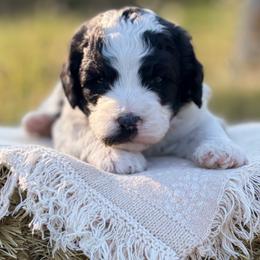 Lane - Parti male Goldendoodle puppy in Zeeland, Michigan from Dandelion Lane Doodles